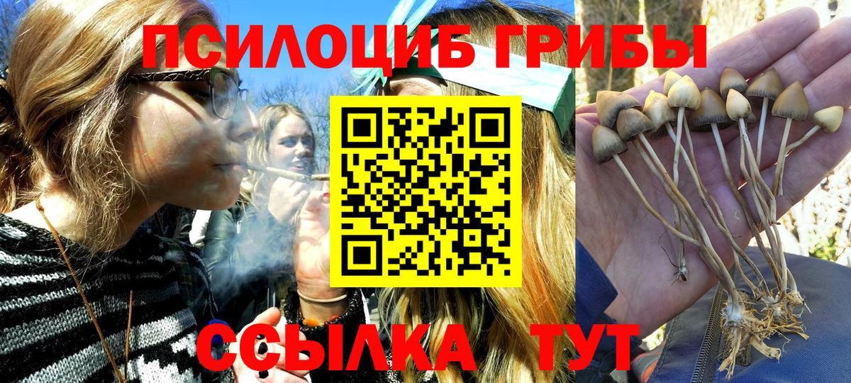 Ишим  Галлюциногенные грибы Psilocybine cubensis  Вход с VPN 
